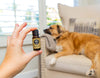 Hand holding essential oil next to a dog
