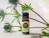 Cajeput essential oil with plant