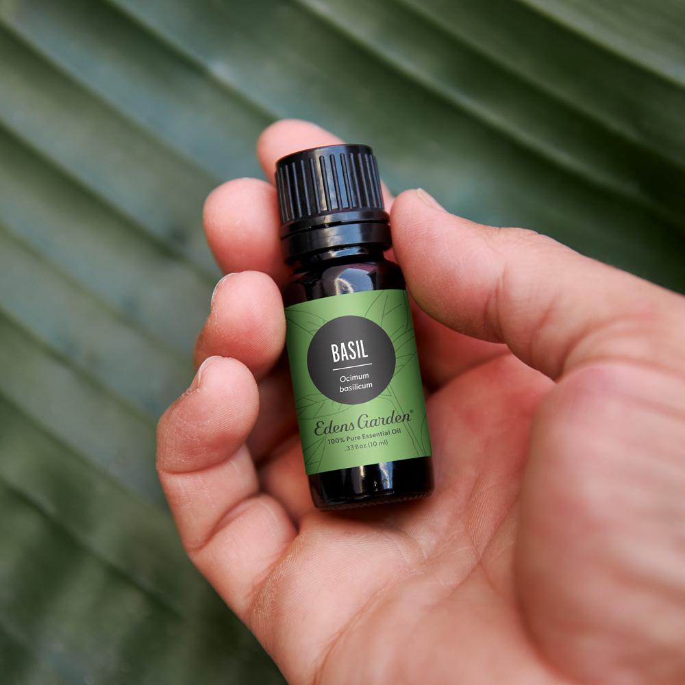 A bottle of Edens Garden Basil essential oil in a hand with a natural large leaf background.