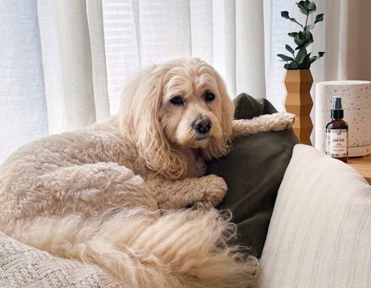 Ask An Aromatherapist | 4 Pet-Home Aroma Mistakes