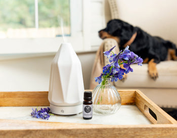 Is It Safe to Diffuse Essential Oils Around Pets?