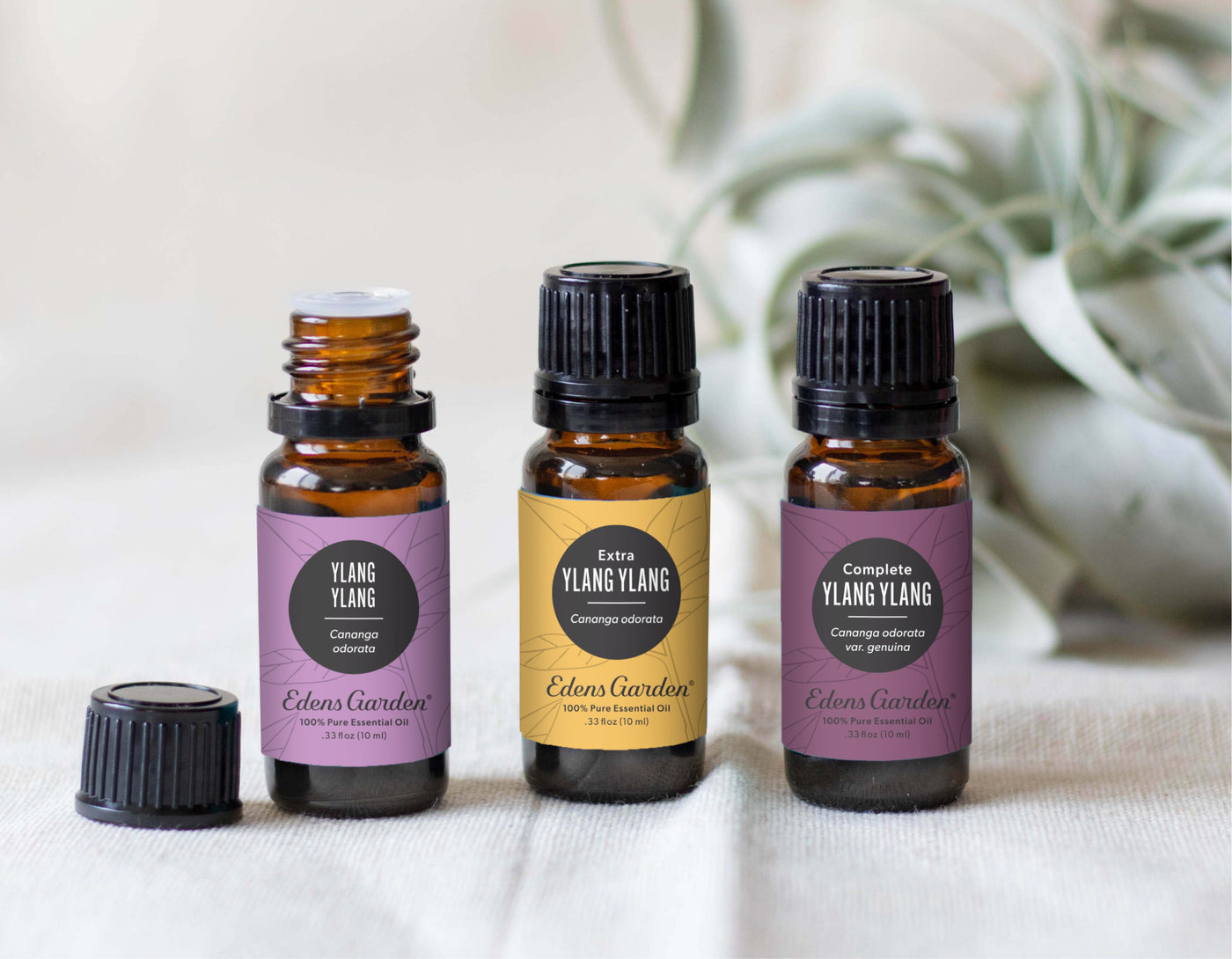 This Or That? Ylang Ylang Oils Edens Garden