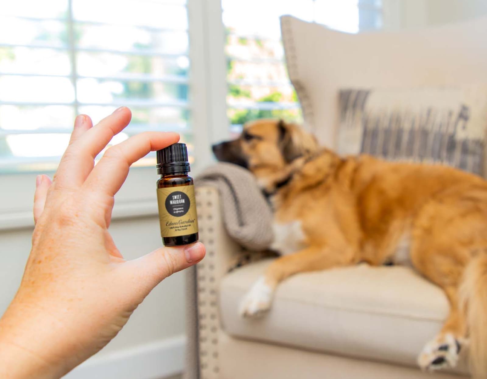 Is Patchouli Safe for Dogs  