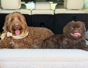 Meet The Pets Of Edens Garden