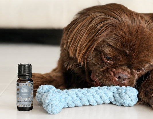 DIY | Good Pet Grooming & Detangling Spray