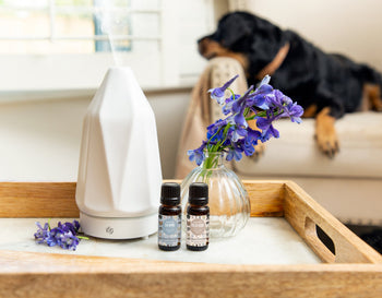 Good Pet | How To Use Aromatherapy Safely Around Your Pets