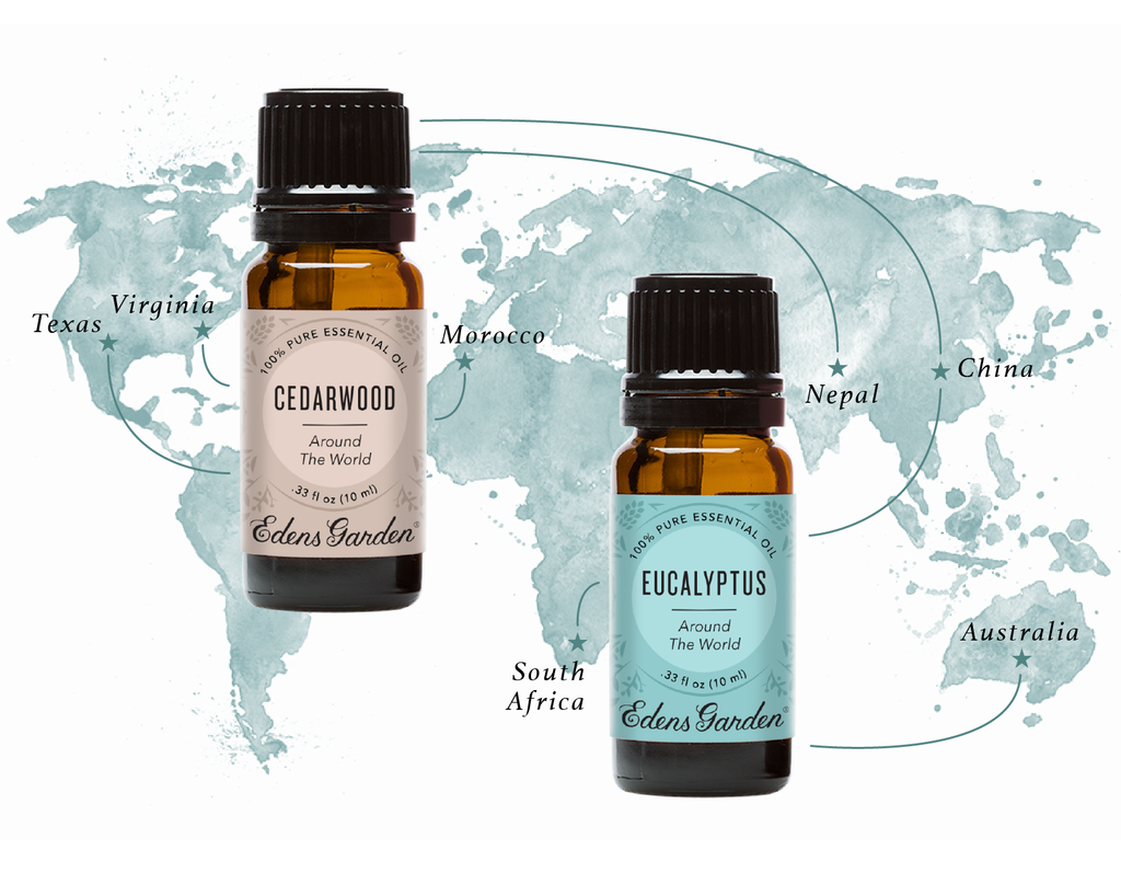 Take_a_trip_with_Eucalyptus_Ce