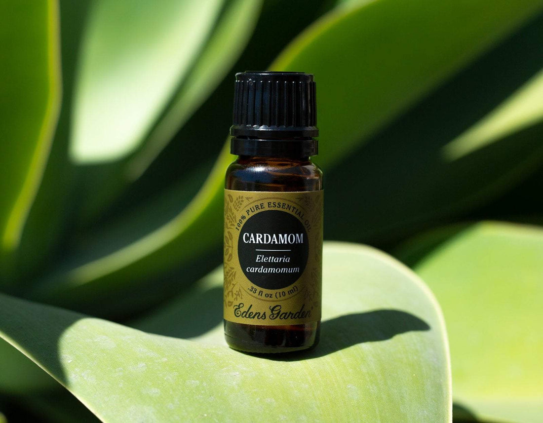 Trending Aroma: Cardamom Essential Oil
