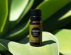 Trending Aroma: Cardamom Essential Oil
