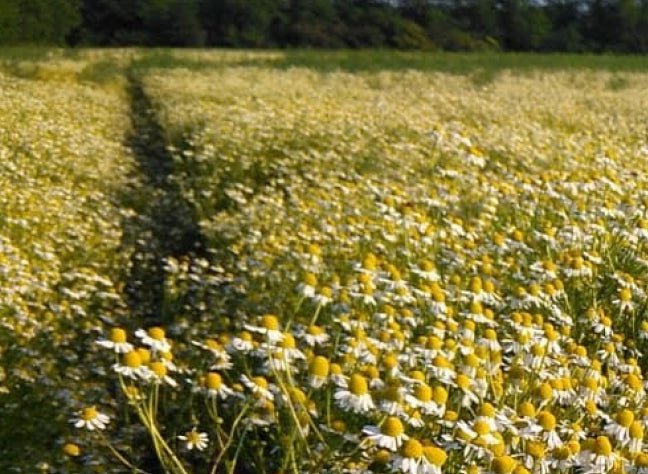 A thriving chamomile farm sprawling from the Balkans to the Danube River Basin