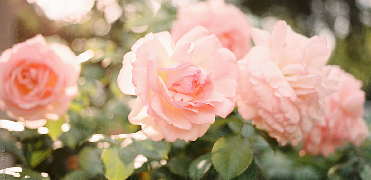Soft pink roses in full bloom with green leaves, photographed in warm natural light with a blurred bokeh background.