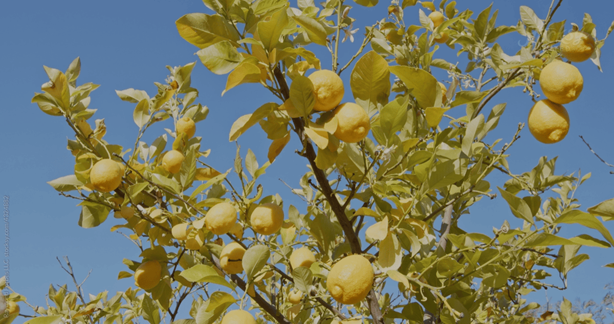 Yellow lemons hanging from leafy branches against a clear blue sky.