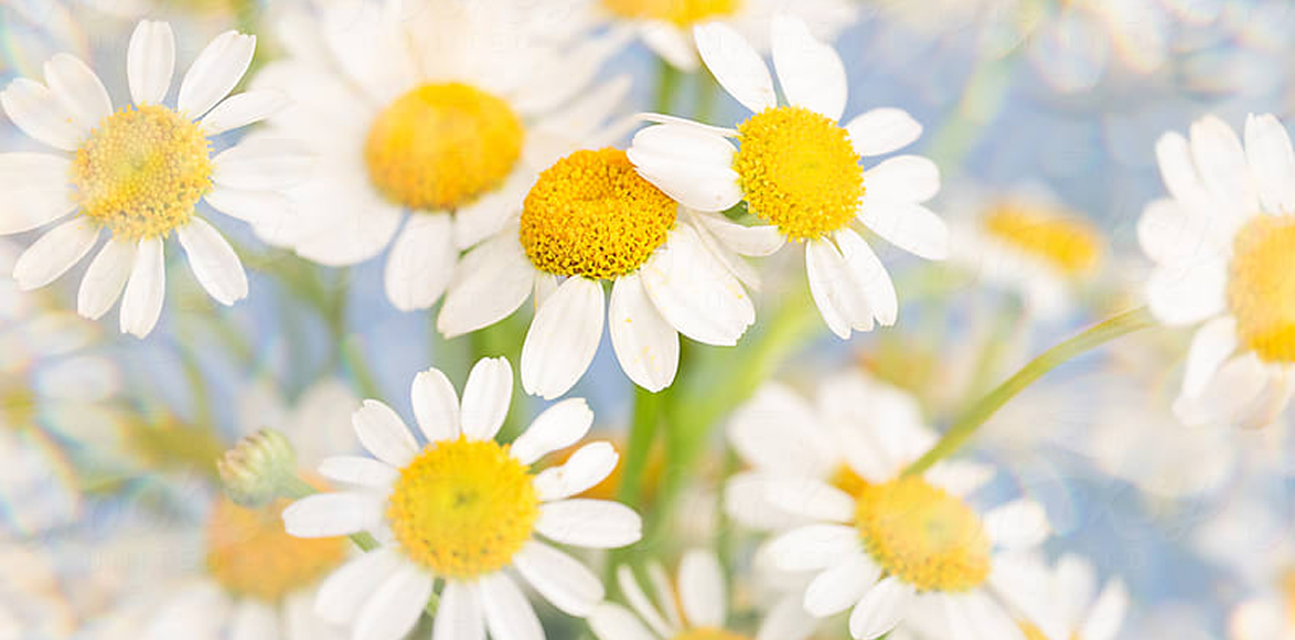 A close-up, soft-focus photograph of white daisies with bright yellow centers against a light blue background.