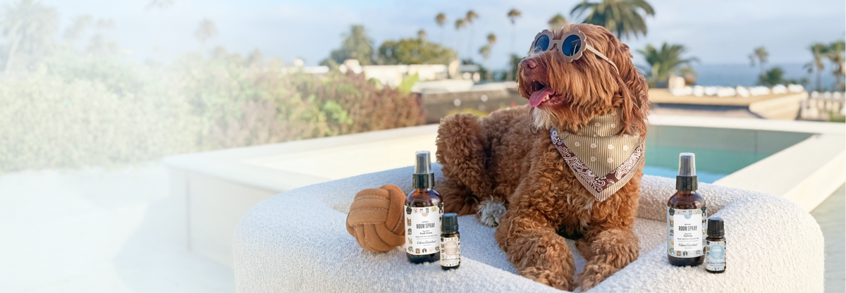 A brown poodle wearing round sunglasses and a patterned bandana lounges by a pool, surrounded by several amber spray bottles on a white cushion. 