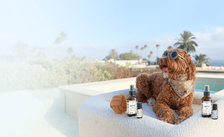 A brown poodle wearing round sunglasses and a patterned bandana lounges by a pool, surrounded by several amber spray bottles on a white cushion. 