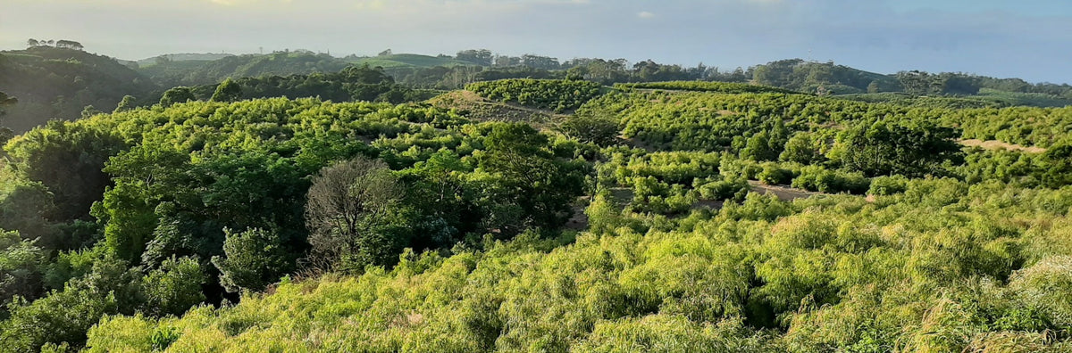 aerial shot of South African landscape