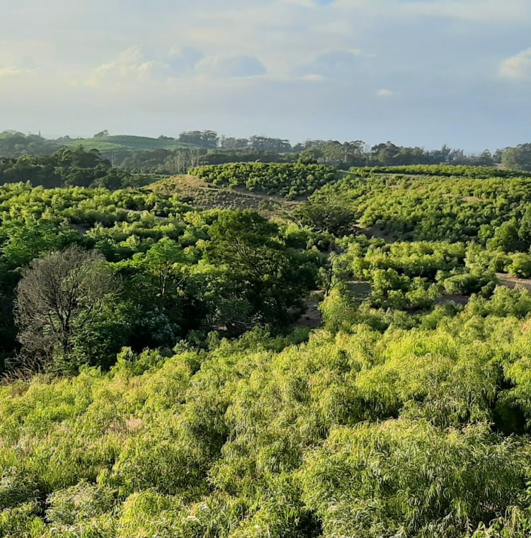 aerial shot of South African landscape