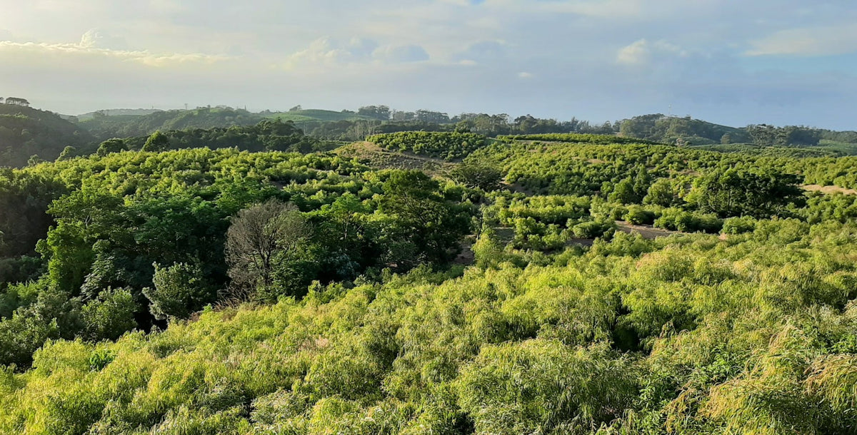Vibrant Eucalyptus from the KwaZulu Natal subtropical coast in South Africa