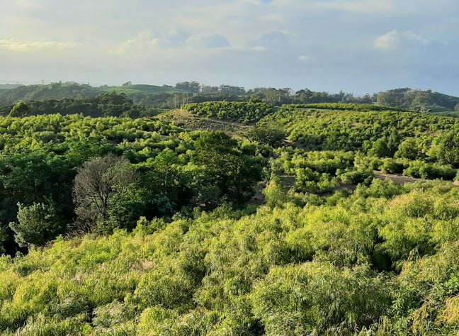 Vibrant Eucalyptus from the KwaZulu Natal subtropical coast in South Africa