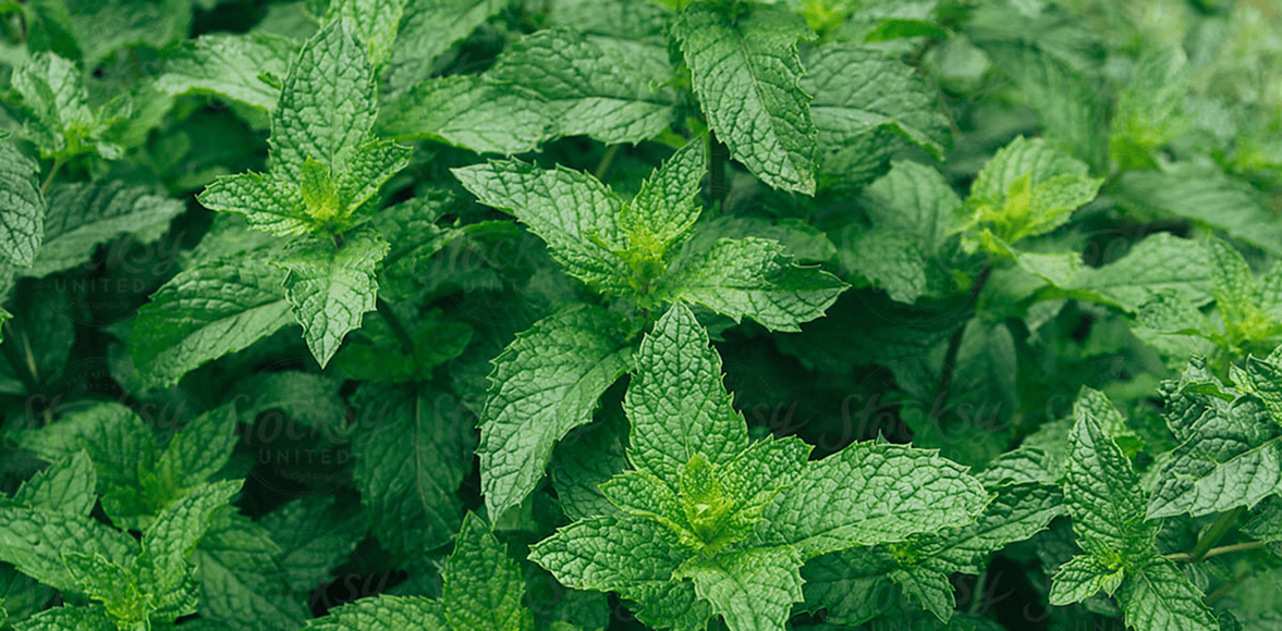 Close-up of fresh green mint leaves with visible veins and a soft blurred background.