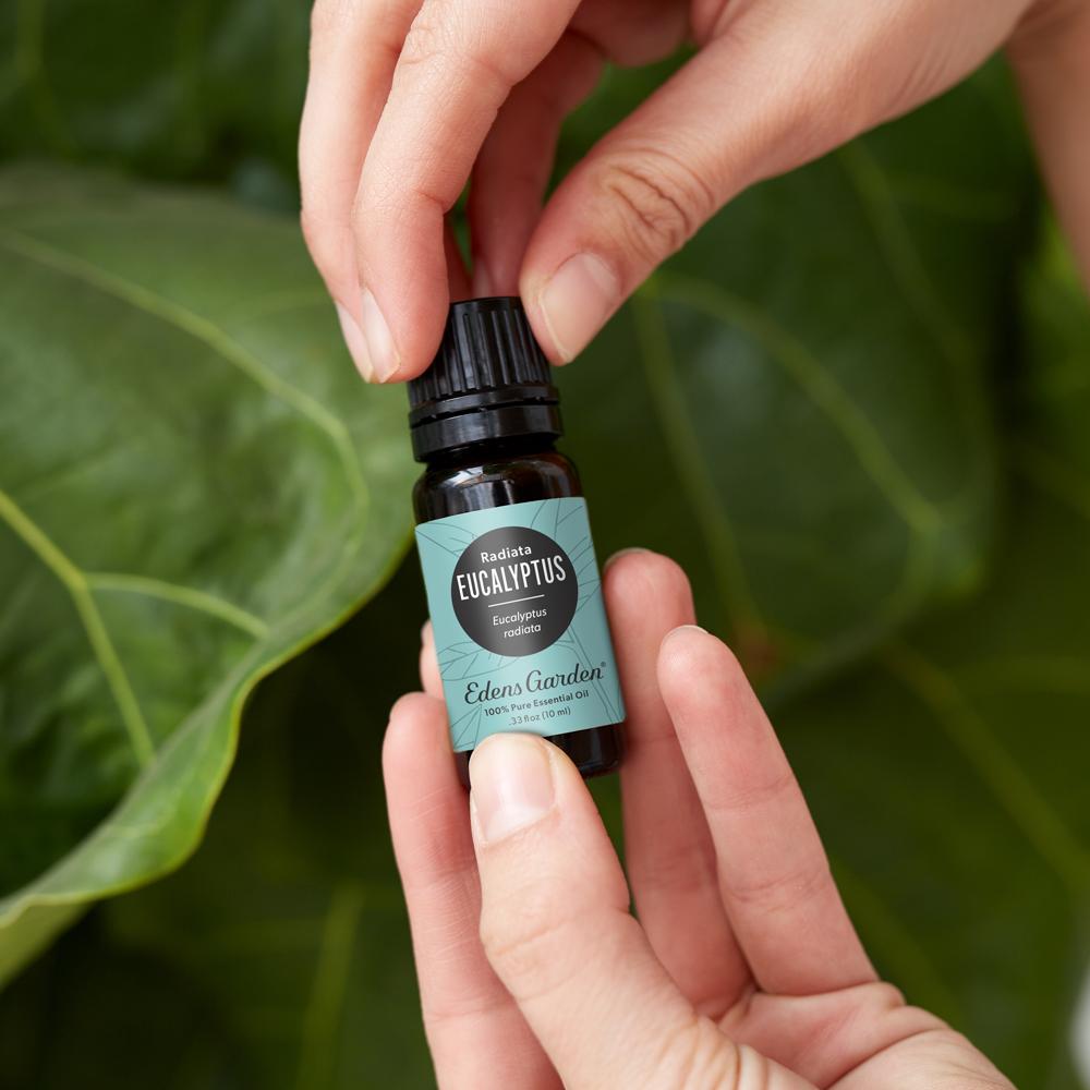 Eucalyptus- Radiata Essential Oil