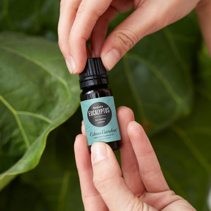 Eucalyptus- Radiata Essential Oil
