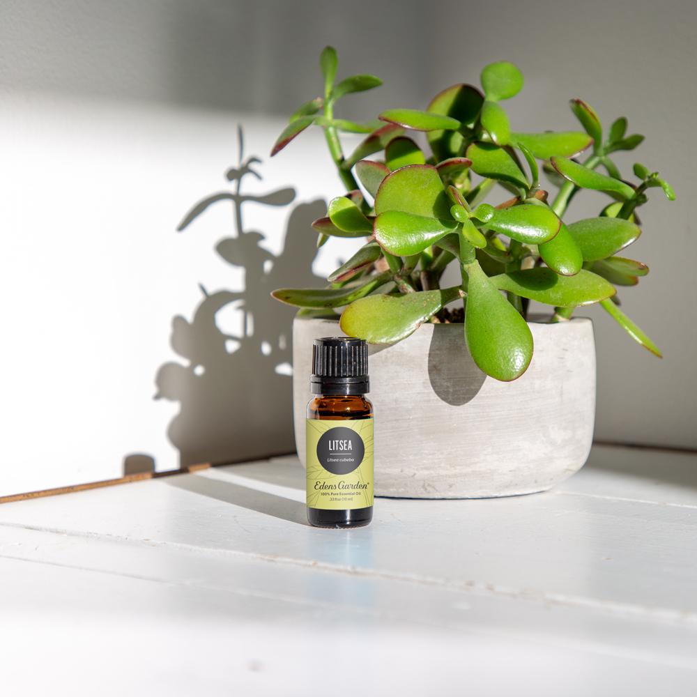 Litsea Essential Oil
