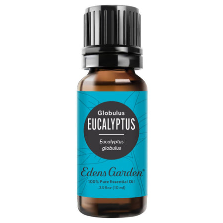 Eucalyptus- Globulus Essential Oil