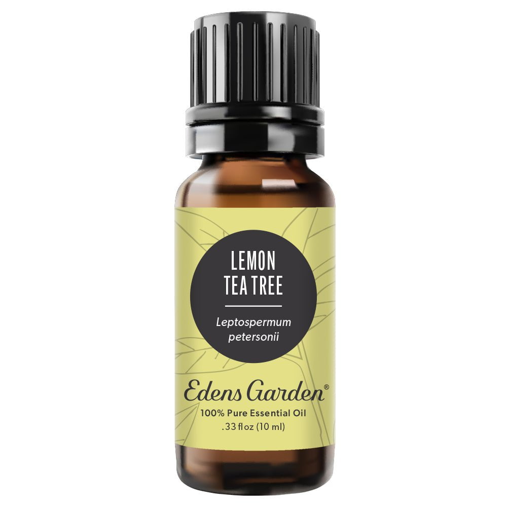tea plant seed oil Lemon Tea Tree Essential Oil