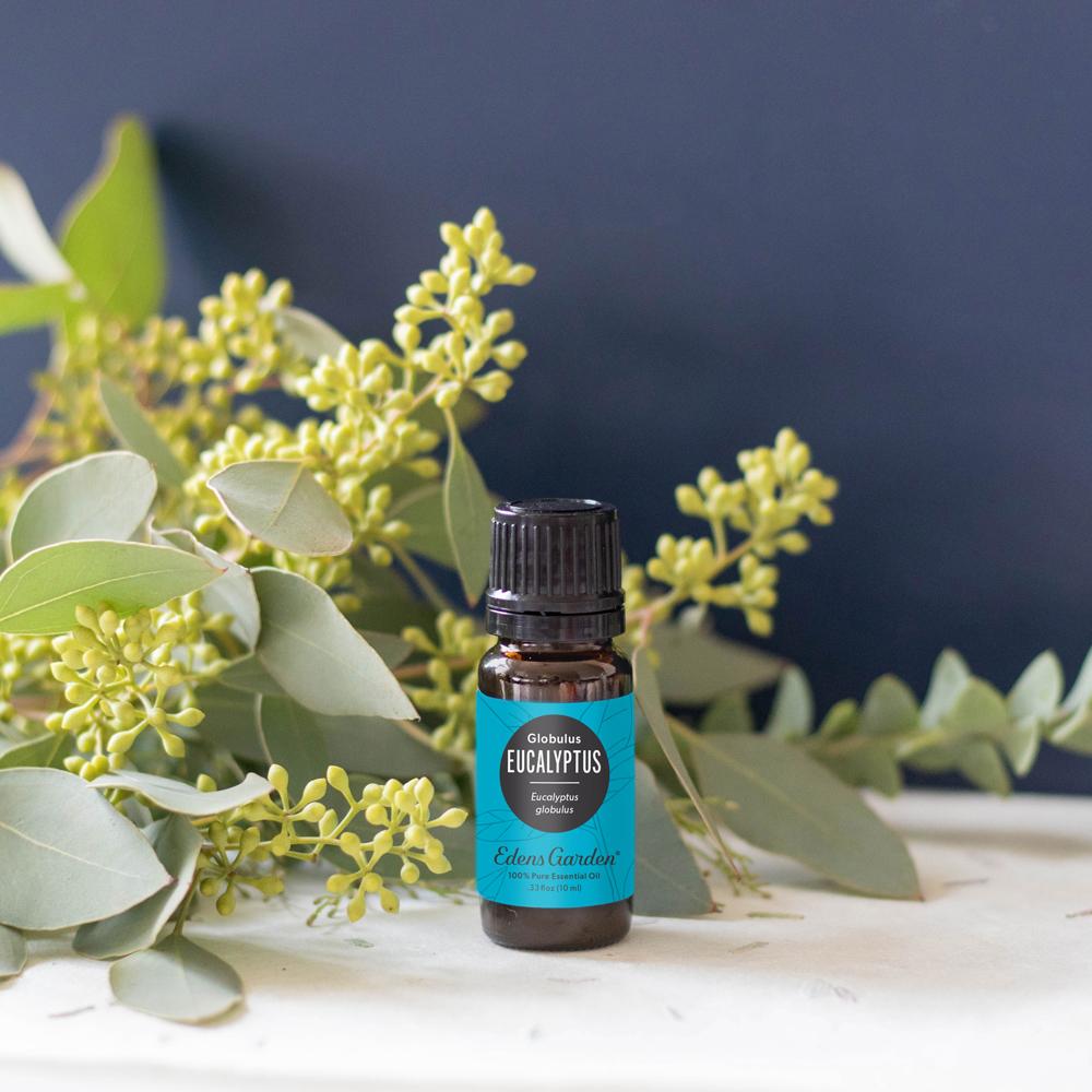 Eucalyptus- Globulus Essential Oil