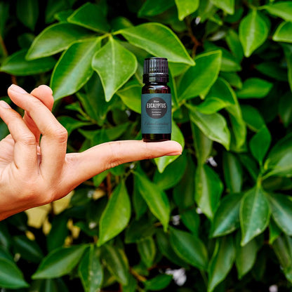 Eucalyptus- Blue Essential Oil