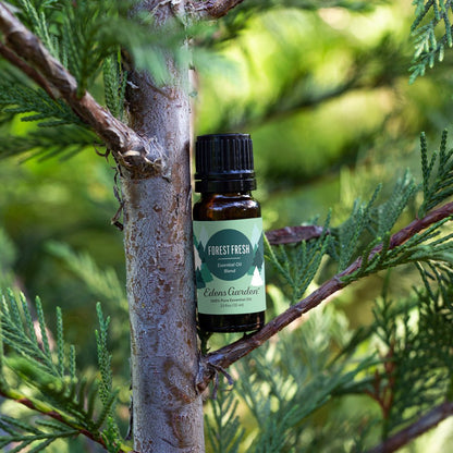 Lifestyle image of Forest Fresh Essential Oil Blend