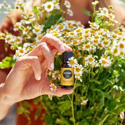 Goldenrod Essential Oil