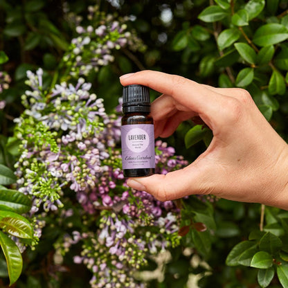Lifestyle image of Lavender Around The World Essential Oil